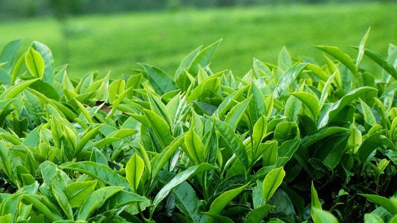 Tinh chất trong lá trà xanh có tác dụng điều trị tốt