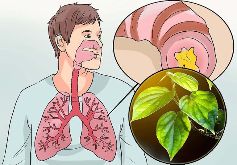 Trầu không được sử dụng trong điều trị nhiều bệnh hô hấp