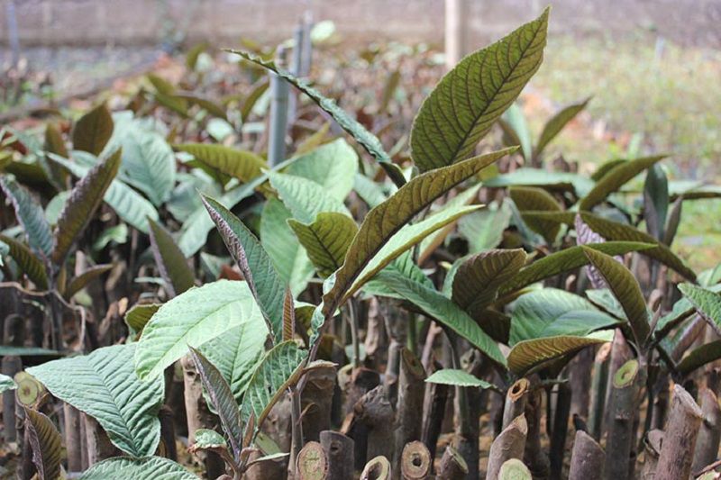 Lá khôi tía là cây thuốc Nam từ lâu đã dùng để trị đau ở dạ dày