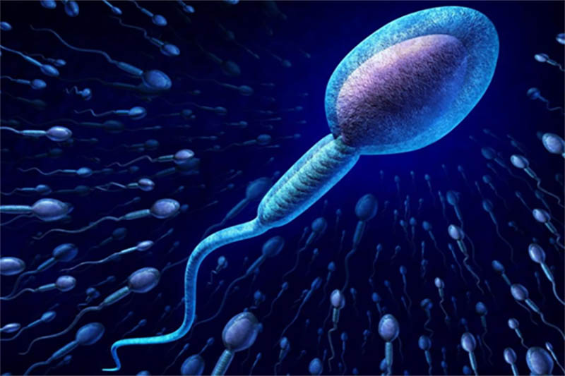 Tinh trùng được sản xuất từ các ống sinh tinh của đàn ông và nằm trong tinh hoàn