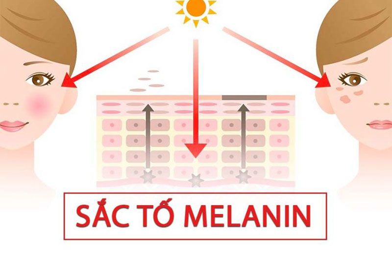 Sắc tố melanin: Cơ chế hình thành, vai trò và tác động tới làn da