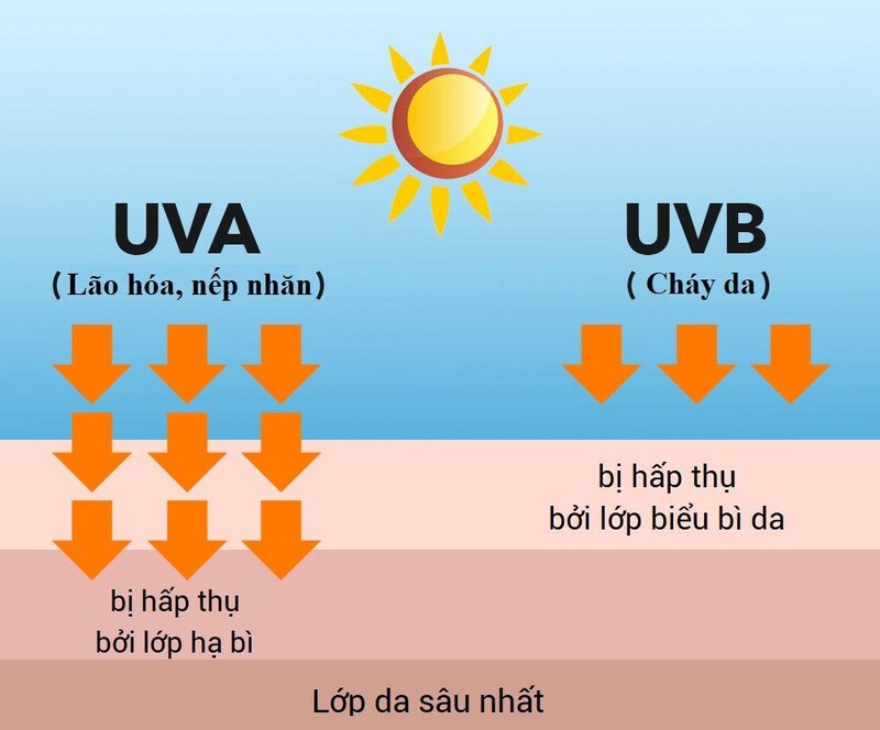 Tia UV tác động làm sản sinh ra sắc tố da melanin làm da sạm màu