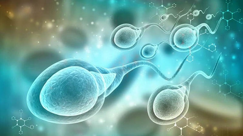 Tinh trùng có chỉ số bạch cầu cao có thể nam giới đang mắc các bệnh lý viêm nhiễm