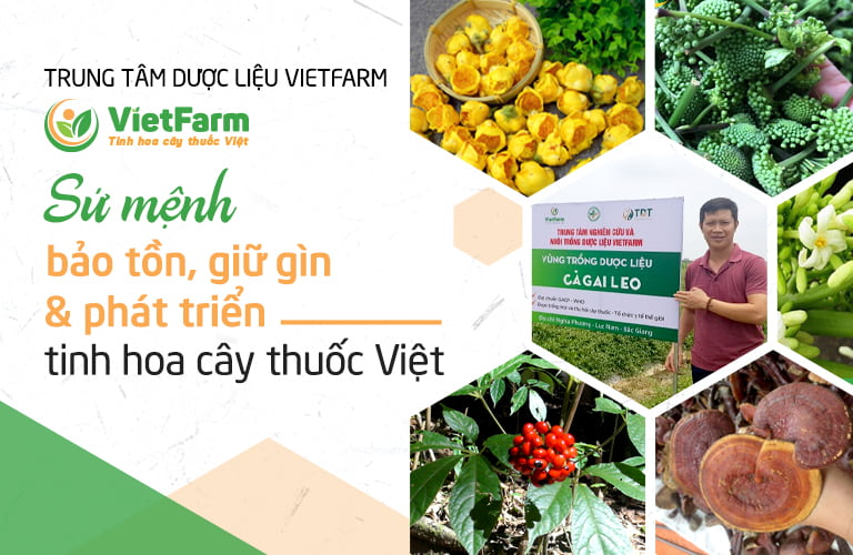 Trung tâm dược liệu Vietfarm mang sứ mệnh gìn giữ tinh hoa cây thuốc Việt