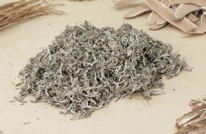 Ngải diệp là vị thảo dược quan trong không thể thiếu trong liệu trình xử lý mụn Nhất Nam Hoàn Nguyên Bì